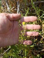 Image de rorippe à petites fleurs