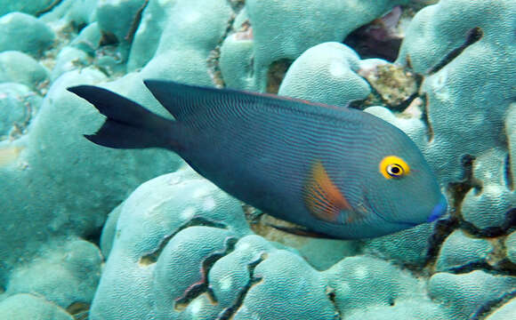 Image of Bristletoothed Surgeonfish