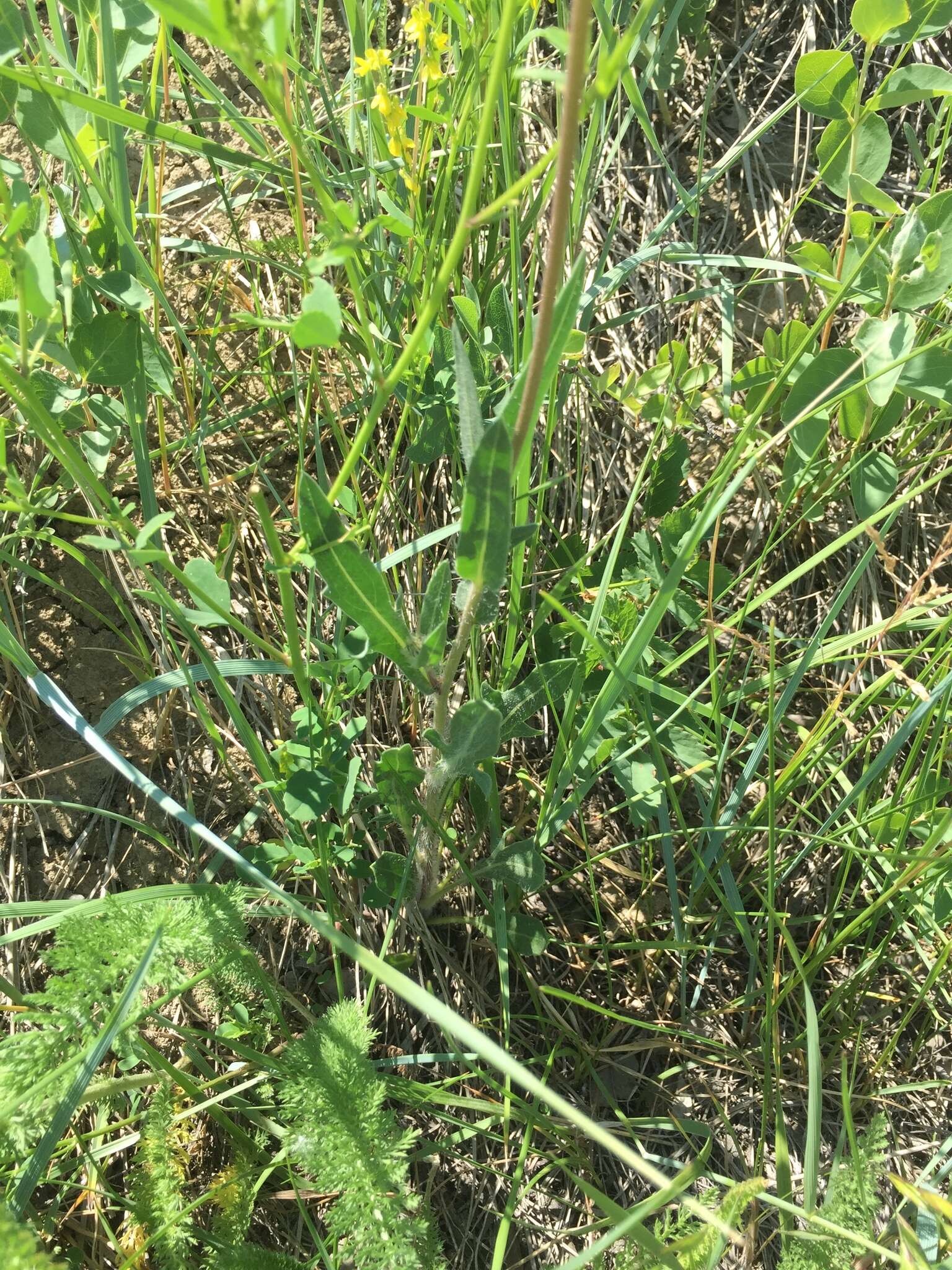 Image of Common perennial gaillardia