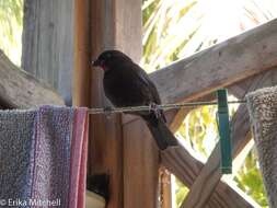 Image of Antillean bullfinches