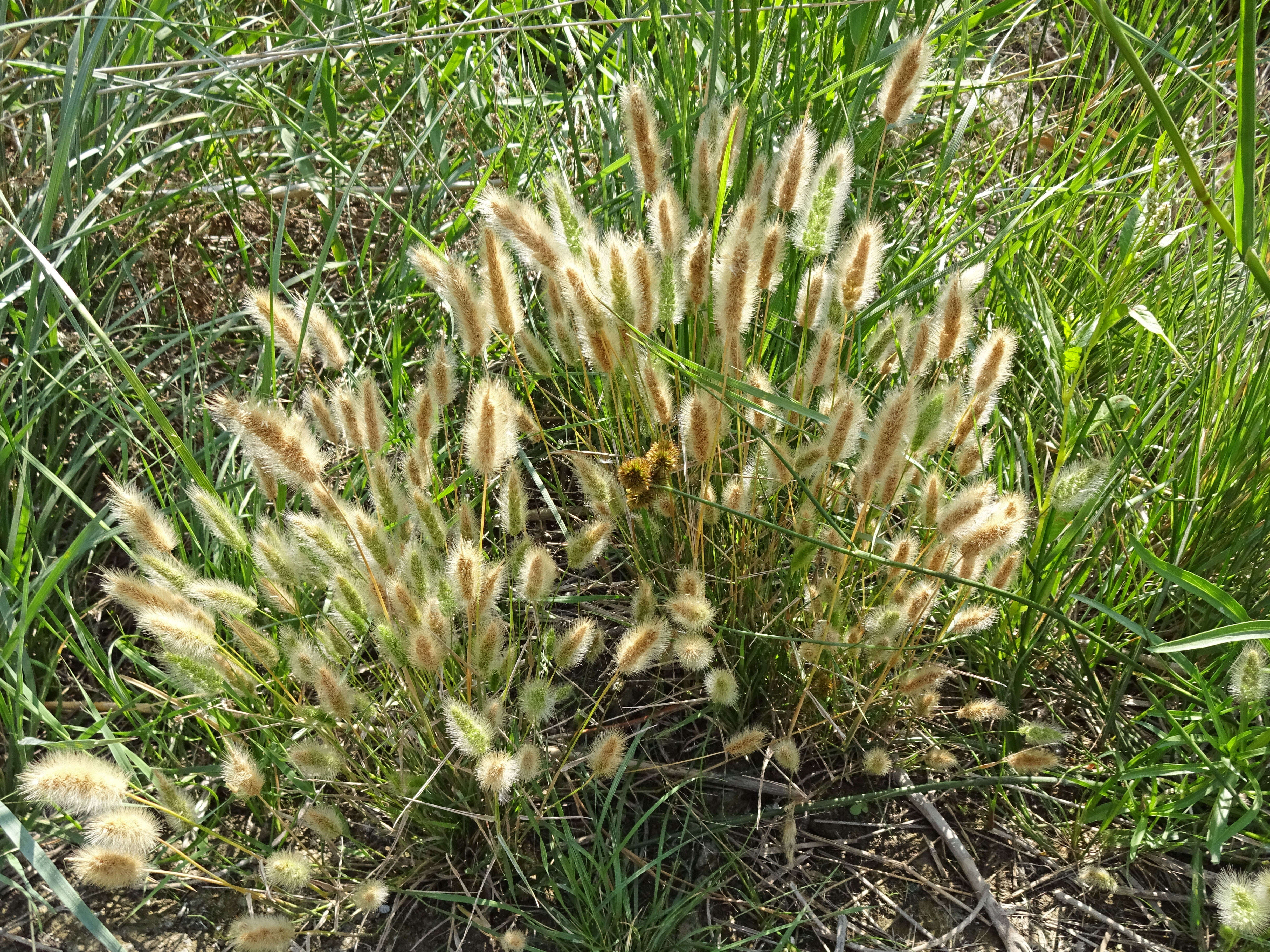 Imagem de Polypogon monspeliensis (L.) Desf.