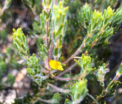 Plancia ëd Phyllota remota J. H. Willis