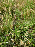 Image of Dock-Leaf Smartweed