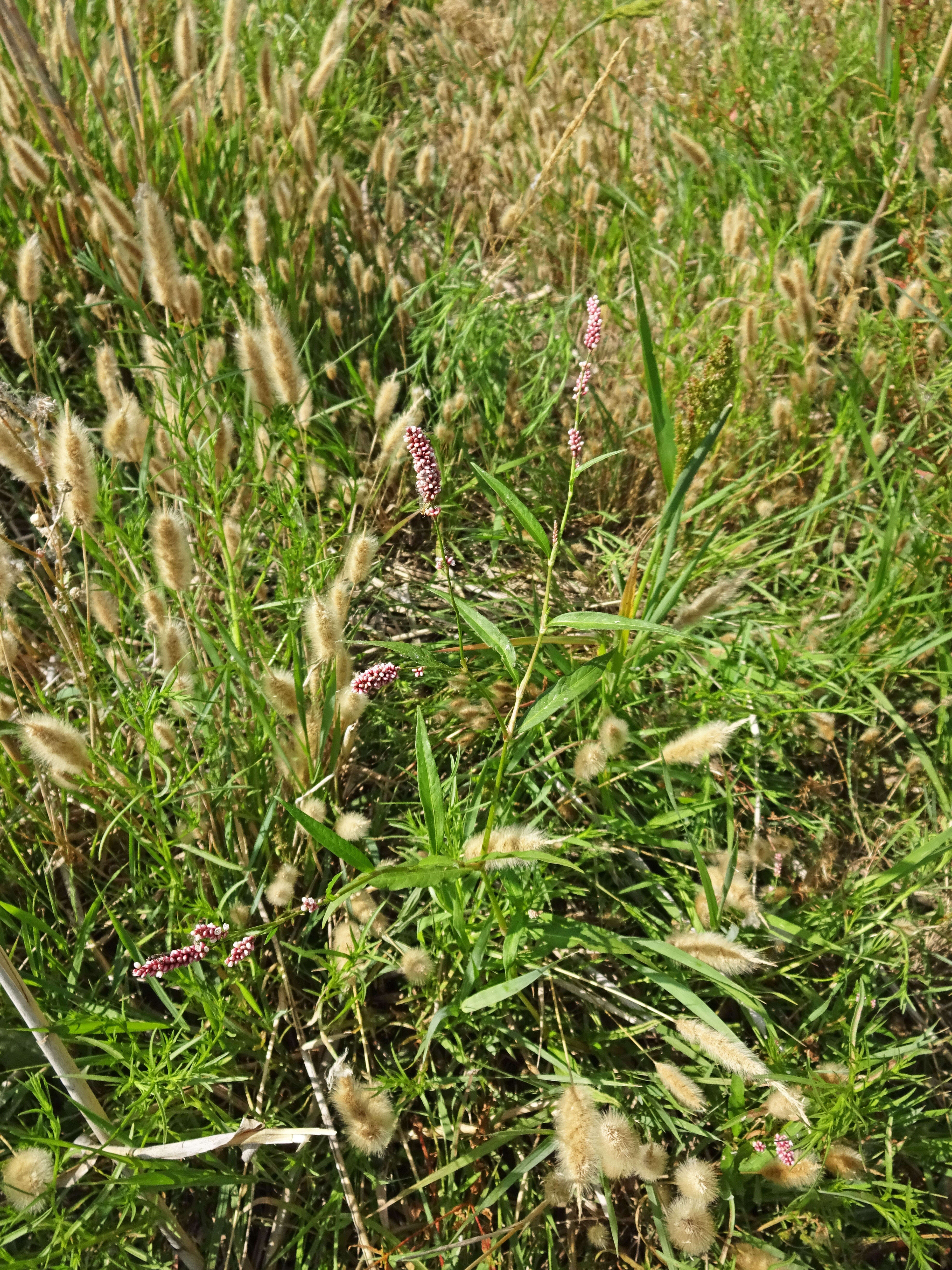 Image of Dock-Leaf Smartweed