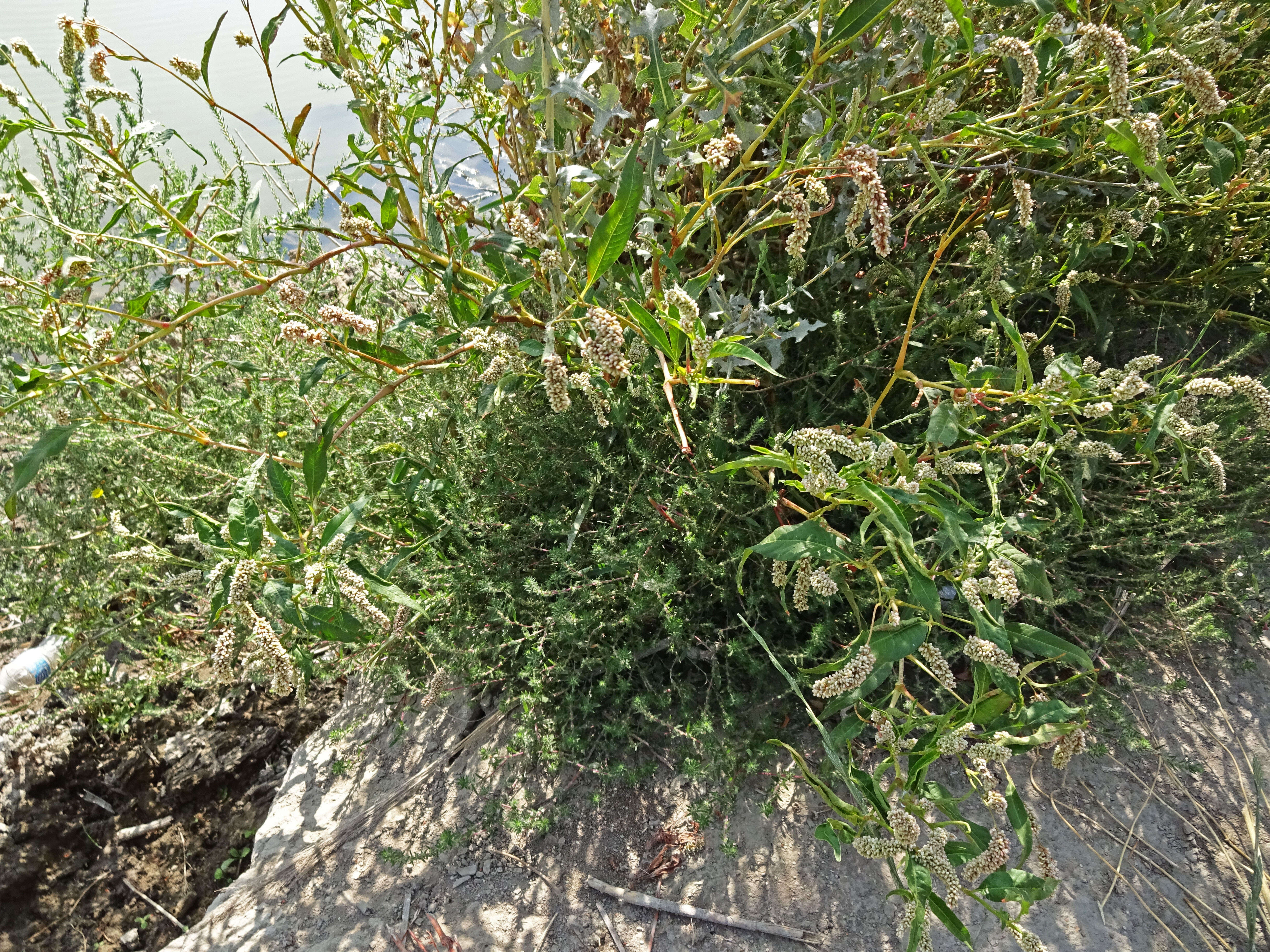 Image of Dock-Leaf Smartweed