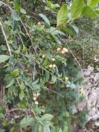 Duranta serratifolia (Griseb.) Kuntze resmi