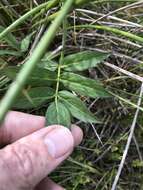 Image of stiff cowbane