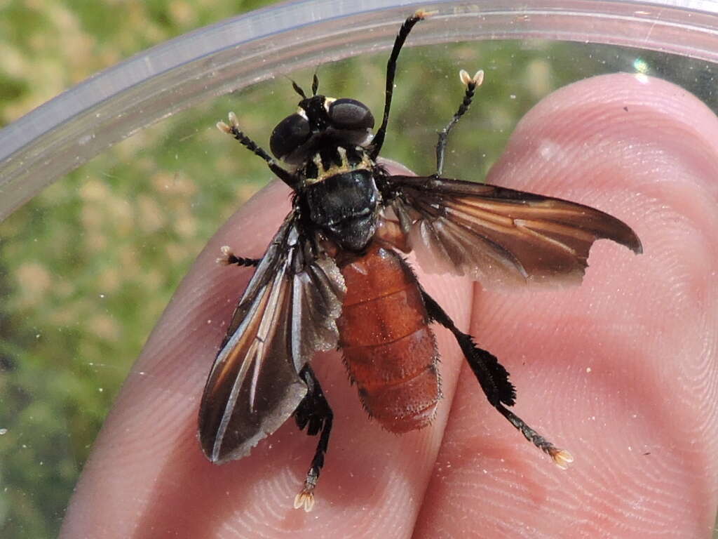 Image of Tachinid fly