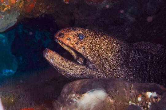 Image of Griffin&#39;s moray