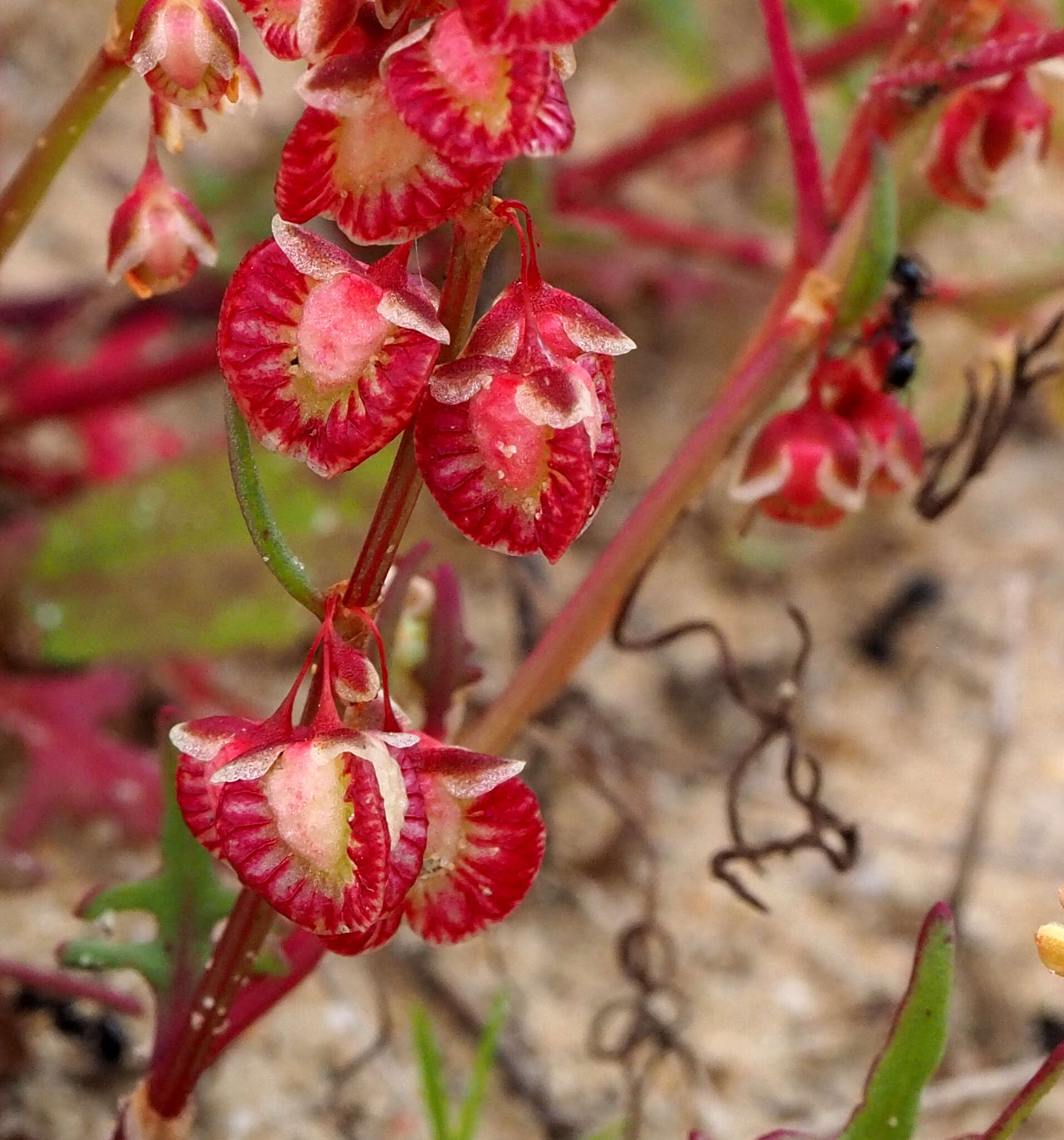 Rumex pictus Forsskál的圖片