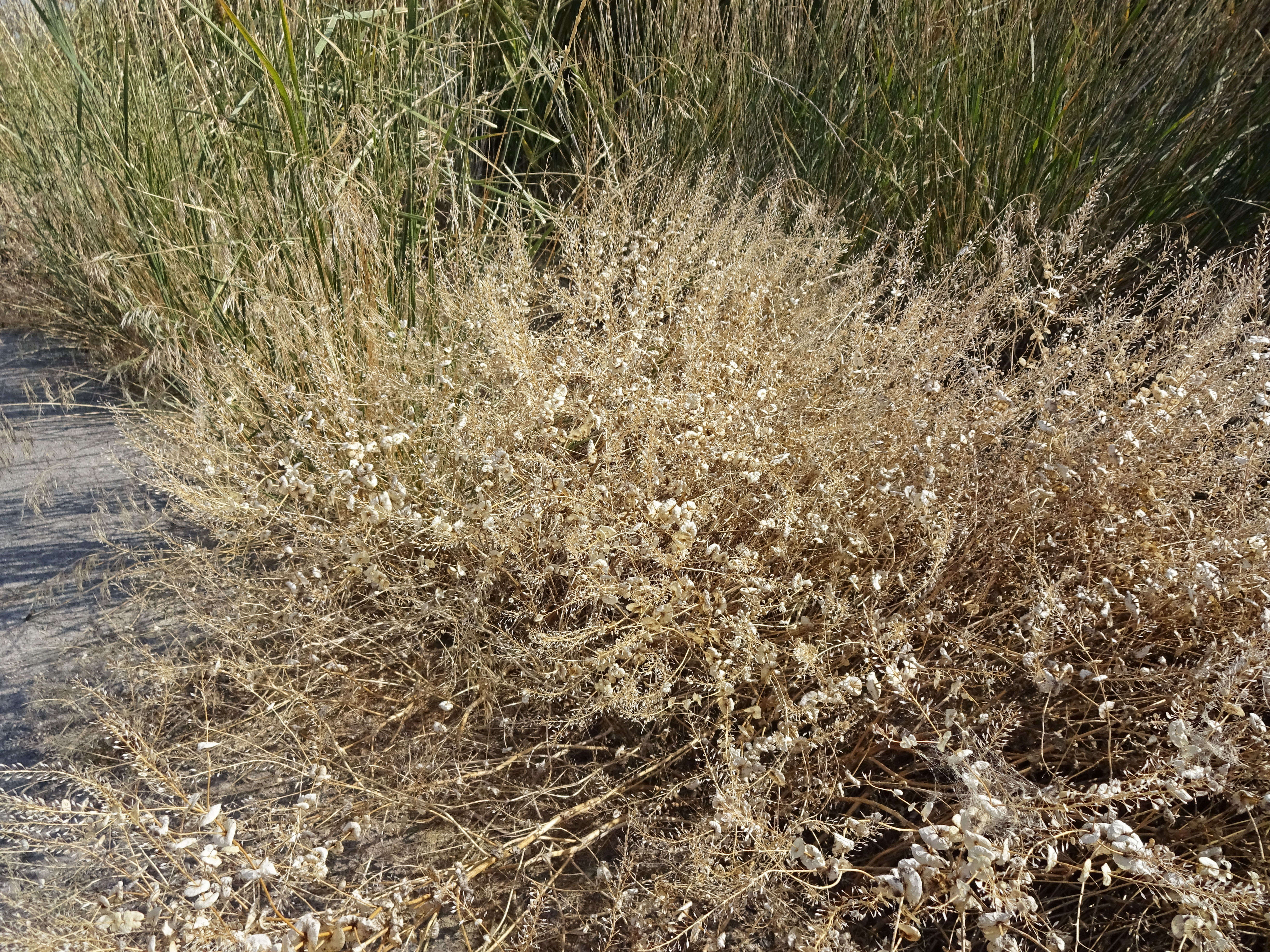 Image of clasping pepperweed