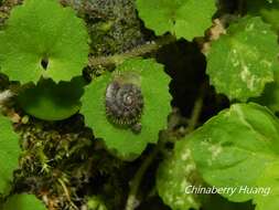 Image of Plectotropis mackensii