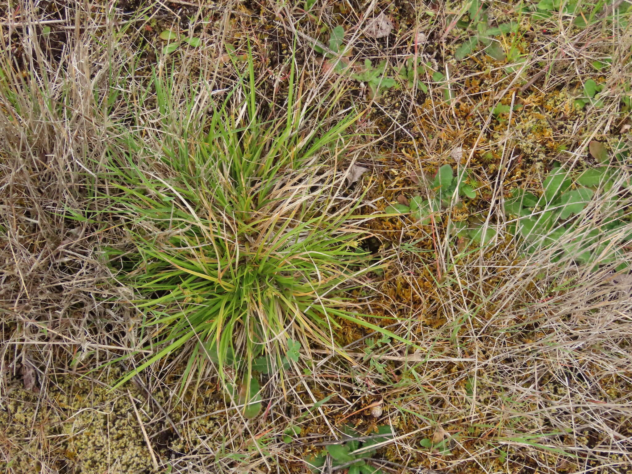 Image of Ross' Sedge