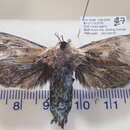 Image of An Australian species of Moth