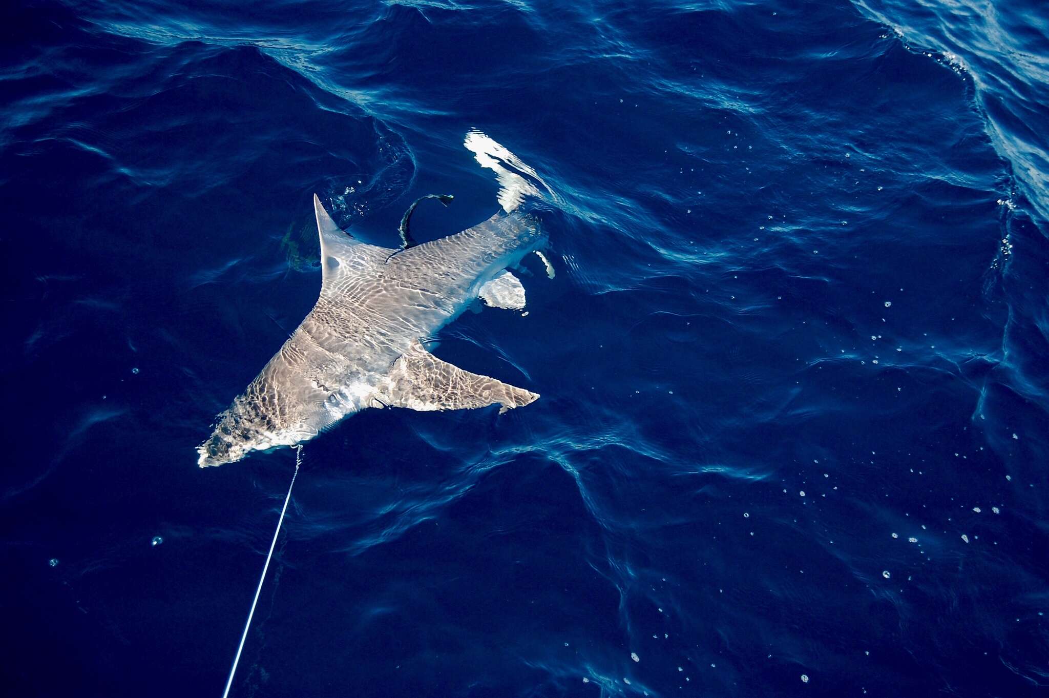 Слика од Carcharhinus plumbeus (Nardo 1827)