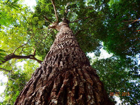 Image of sapodilla