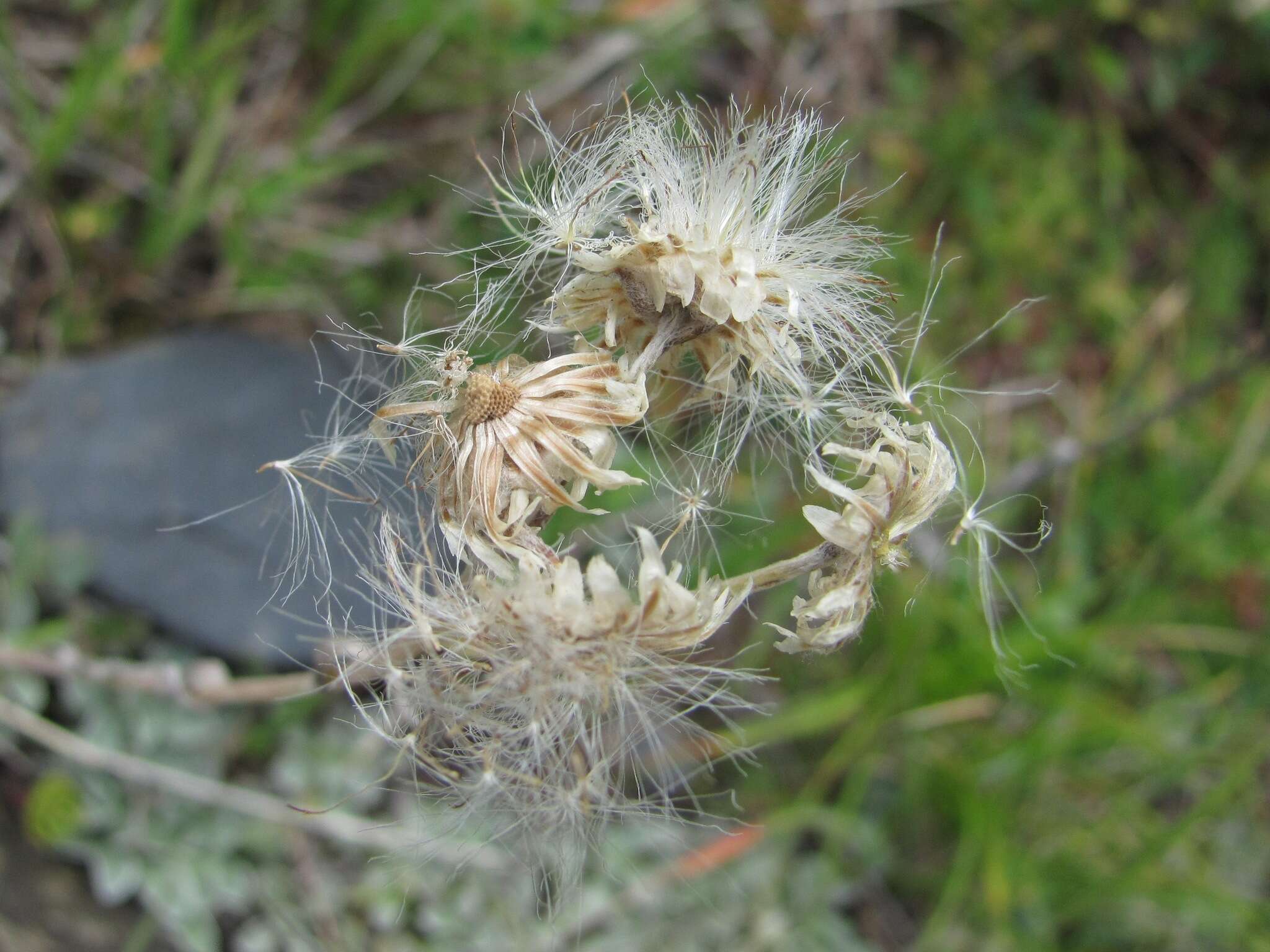 Image of Antennaria caucasica A. Boriss.