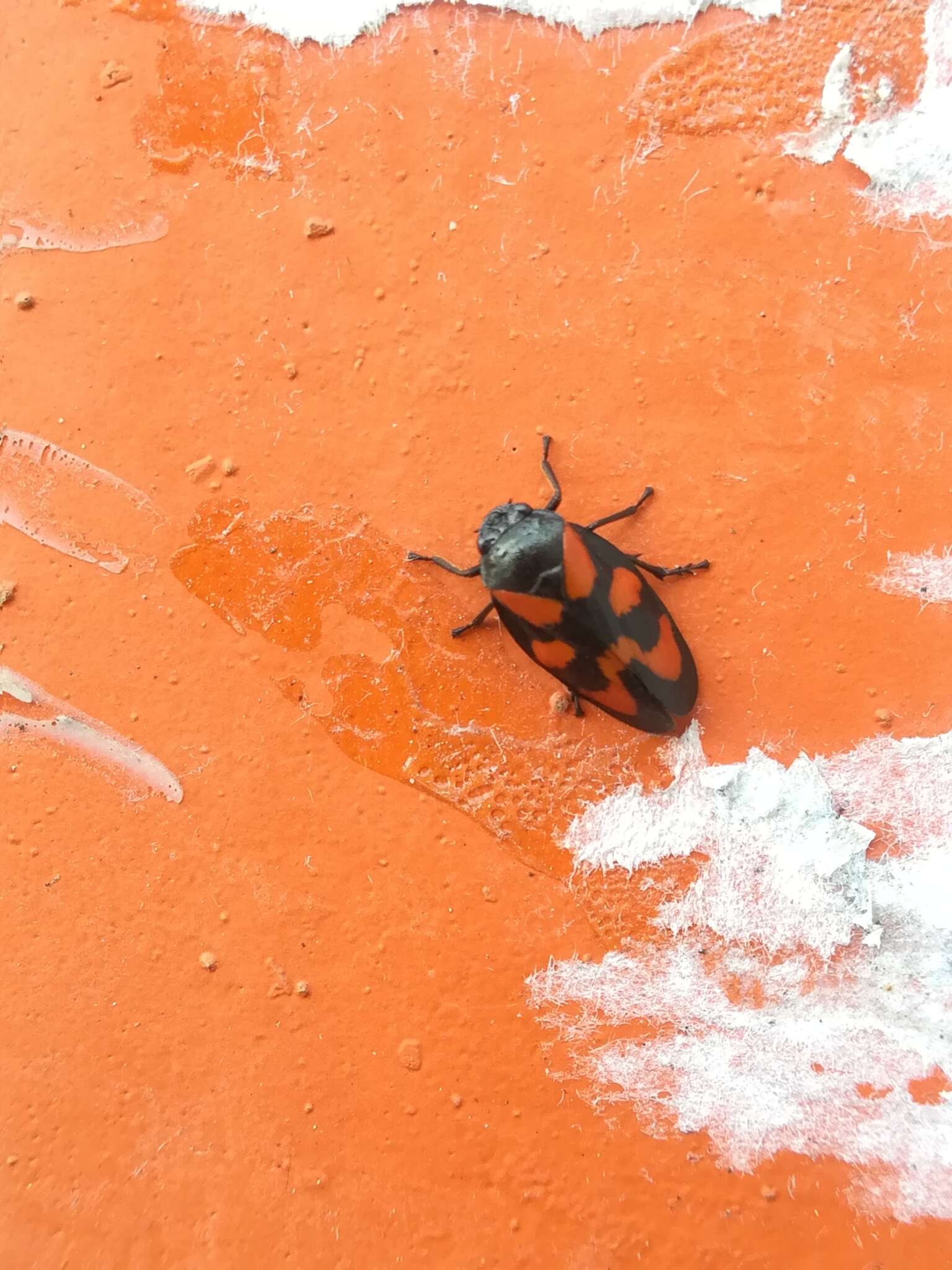 Image of Red-and-black Froghopper