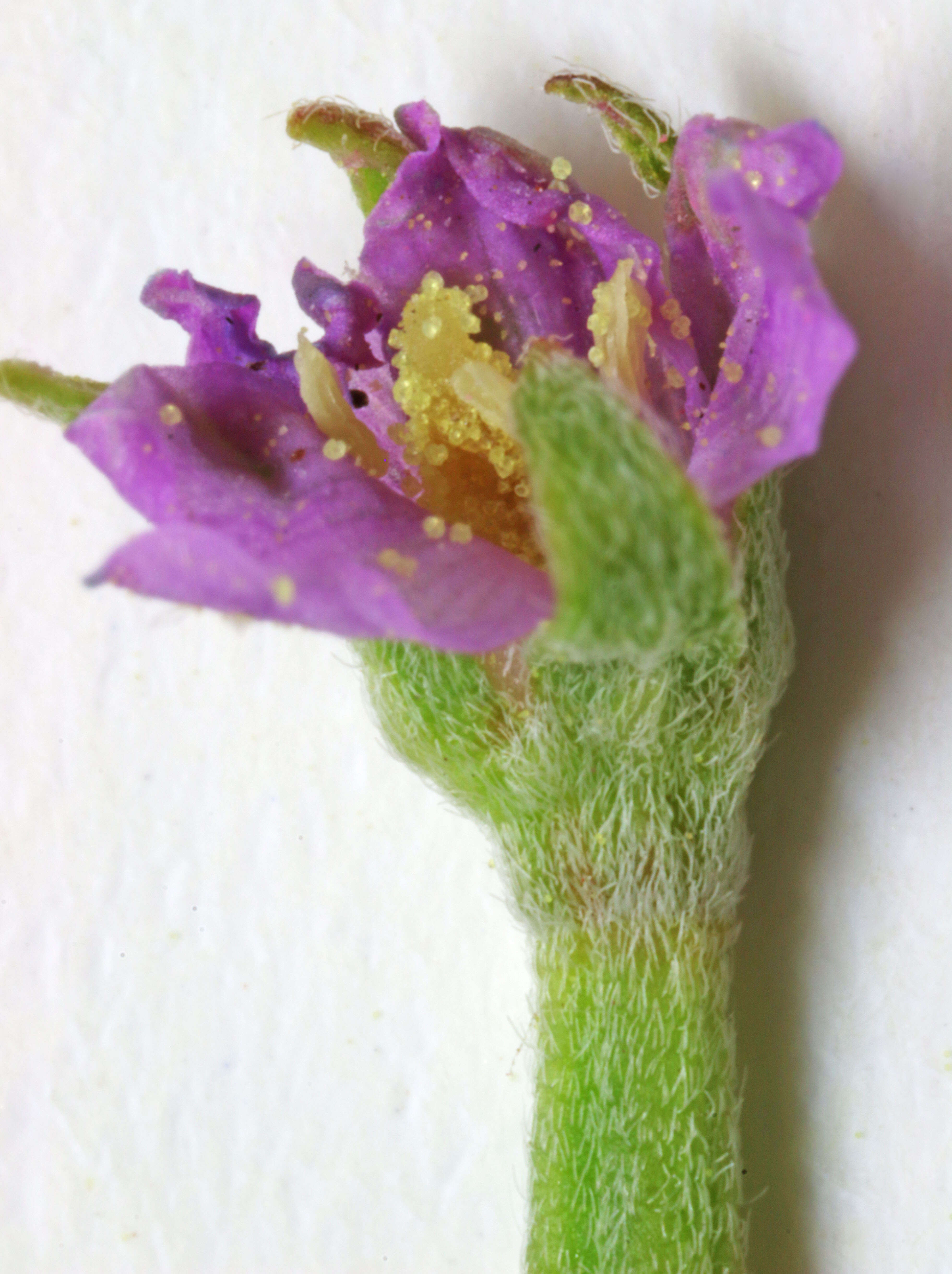 Image of american willowherb