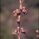 Image de Eucalyptus pauciflora subsp. parvifructa K. Rule