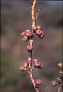 Image de Eucalyptus pauciflora subsp. parvifructa K. Rule