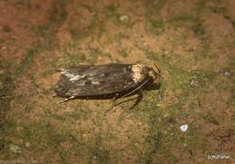 Image de Mimobrachyoma maculifera Lower 1899