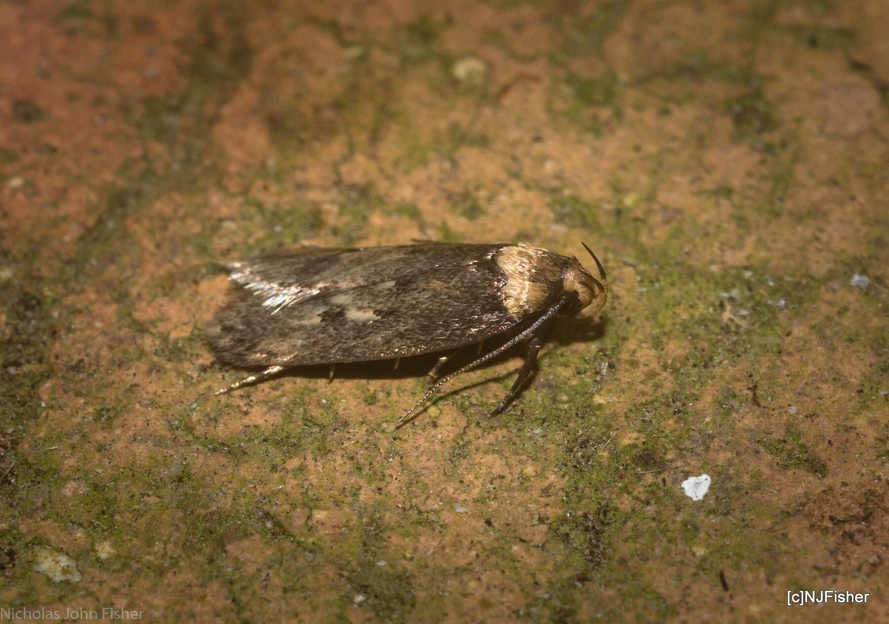 Image de Mimobrachyoma maculifera Lower 1899