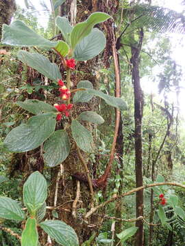 Image of Glossoloma ichthyoderma (Hanst.) J. L. Clark