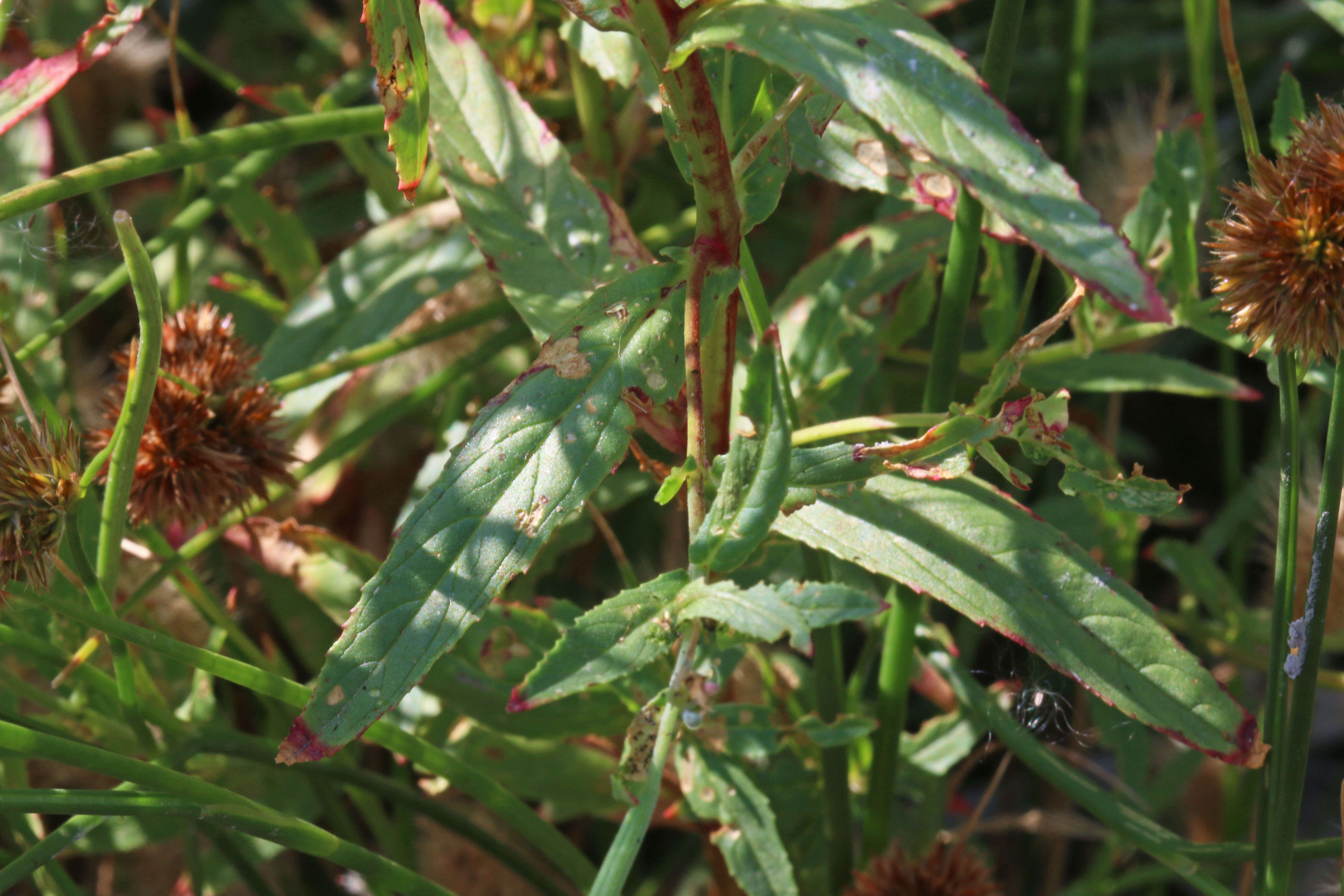 Image of american willowherb