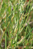 Image of american willowherb