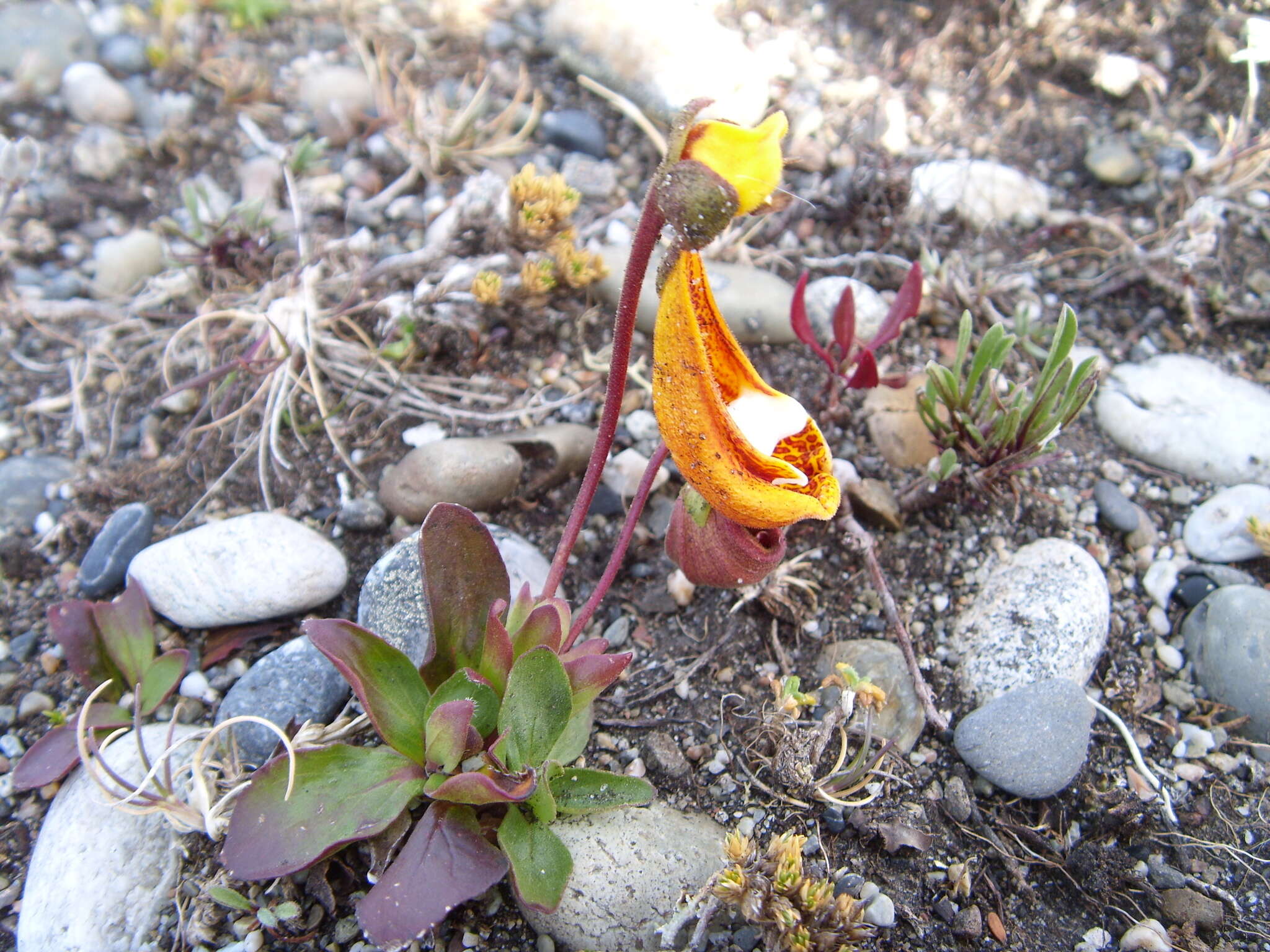 Image of Calceolaria uniflora Lam.