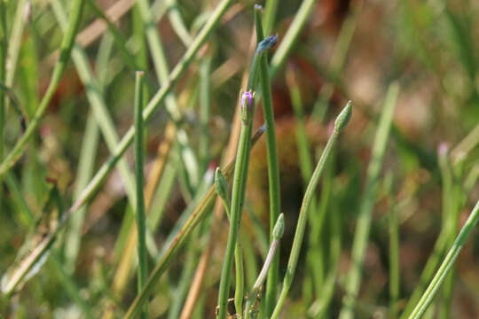 Image of american willowherb