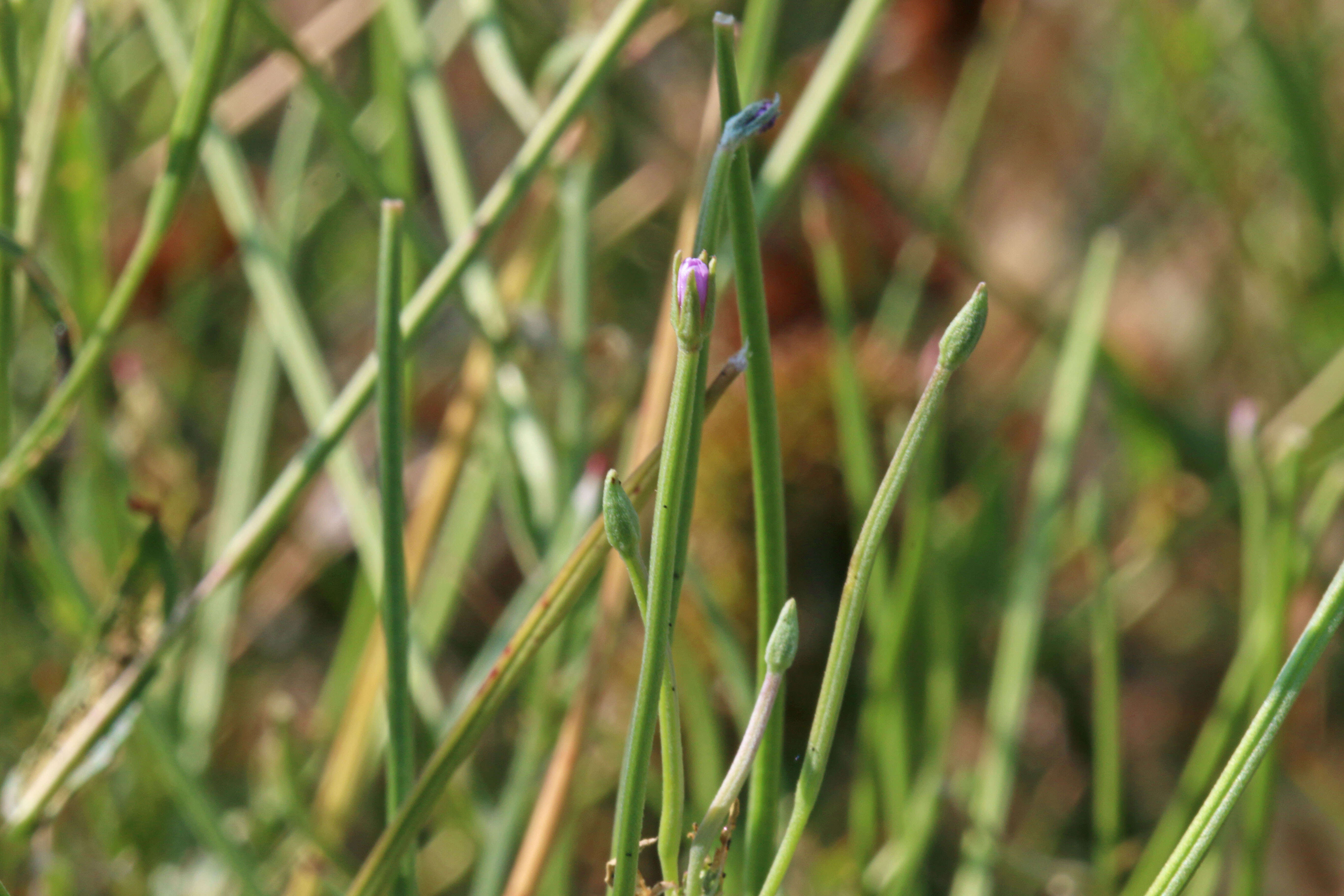 Image of american willowherb