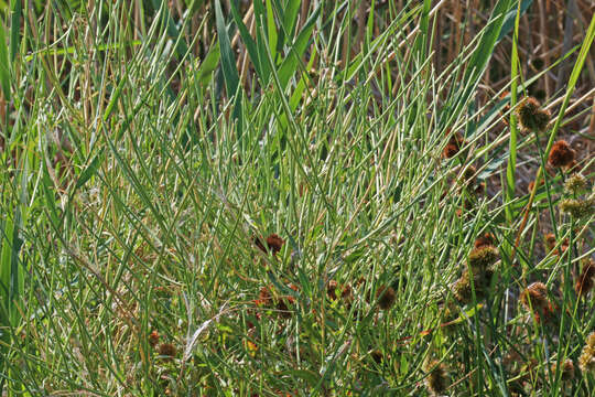 Image of american willowherb