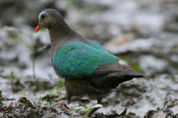 Image of Chalcophaps indica indica (Linnaeus 1758)