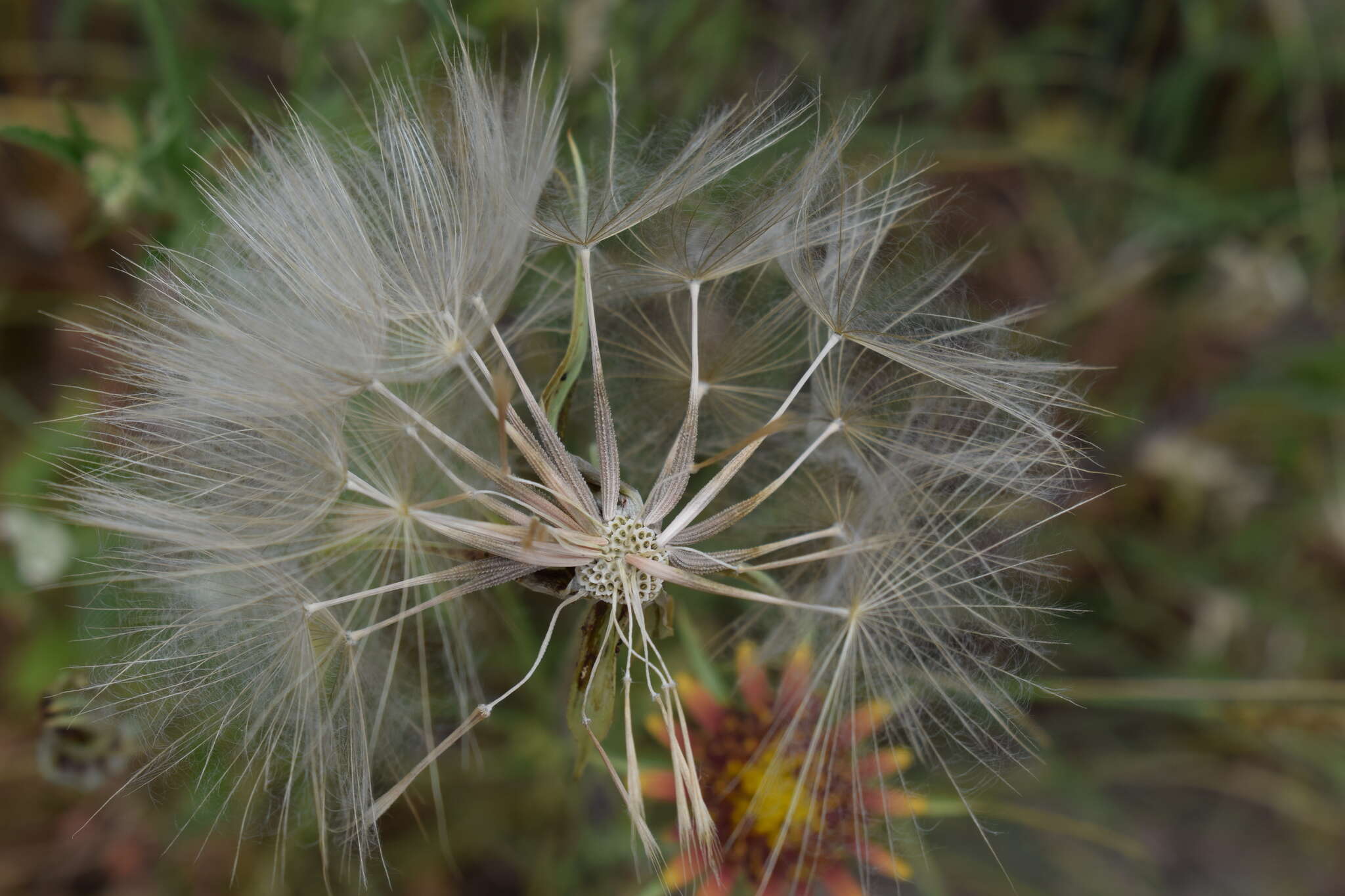 Image of Tragopogon castellanus Leresche & Levier