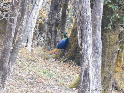 Image of Monal