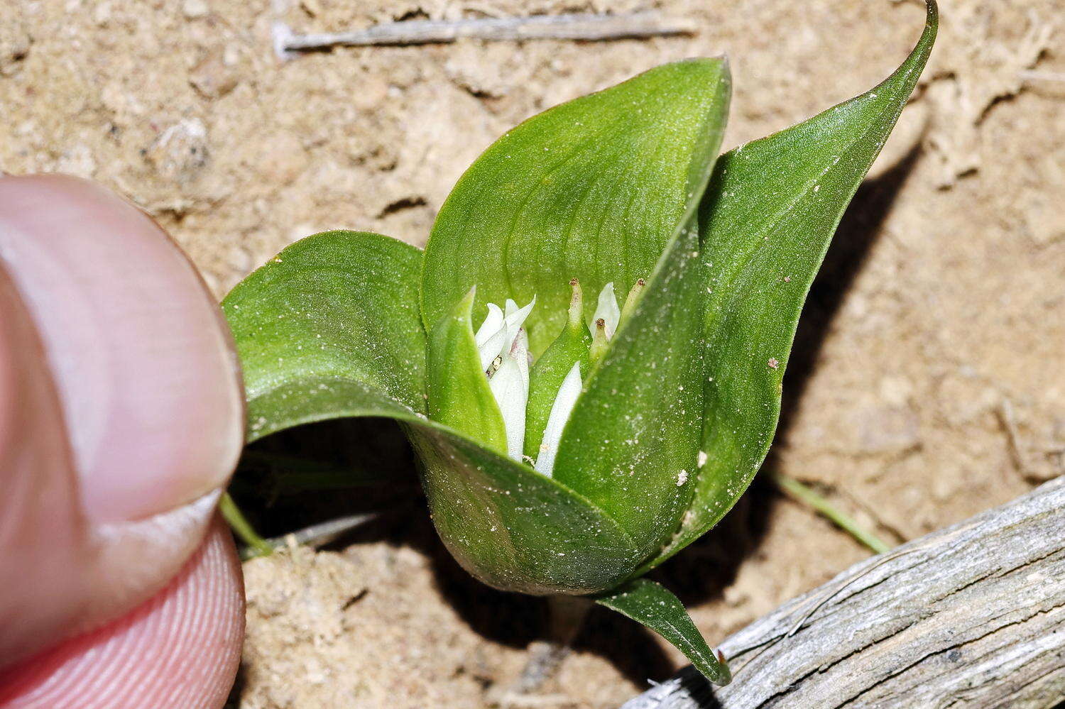 Image of Androcymbium eucomoides (Jacq.) Willd.
