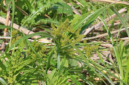 Imagem de Cyperus erythrorhizos Muhl.