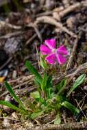 Слика од Silene caroliniana subsp. wherryi (Small) R. T. Clausen