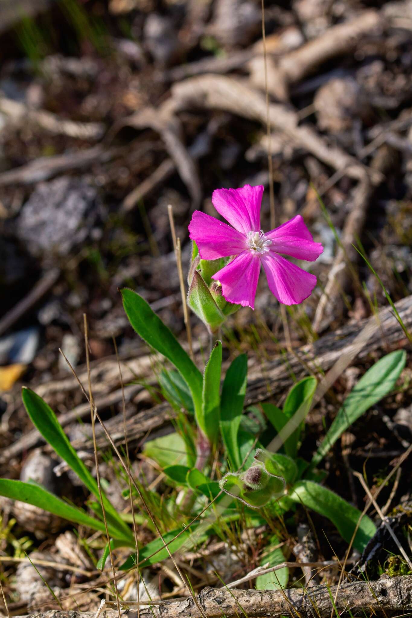 Слика од Silene caroliniana subsp. wherryi (Small) R. T. Clausen