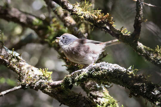 Image of Brown Creeper