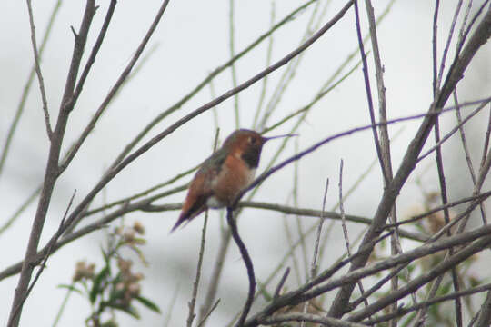 Image of Allen's Hummingbird