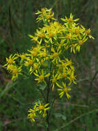 Plancia ëd Solidago virgaurea L.