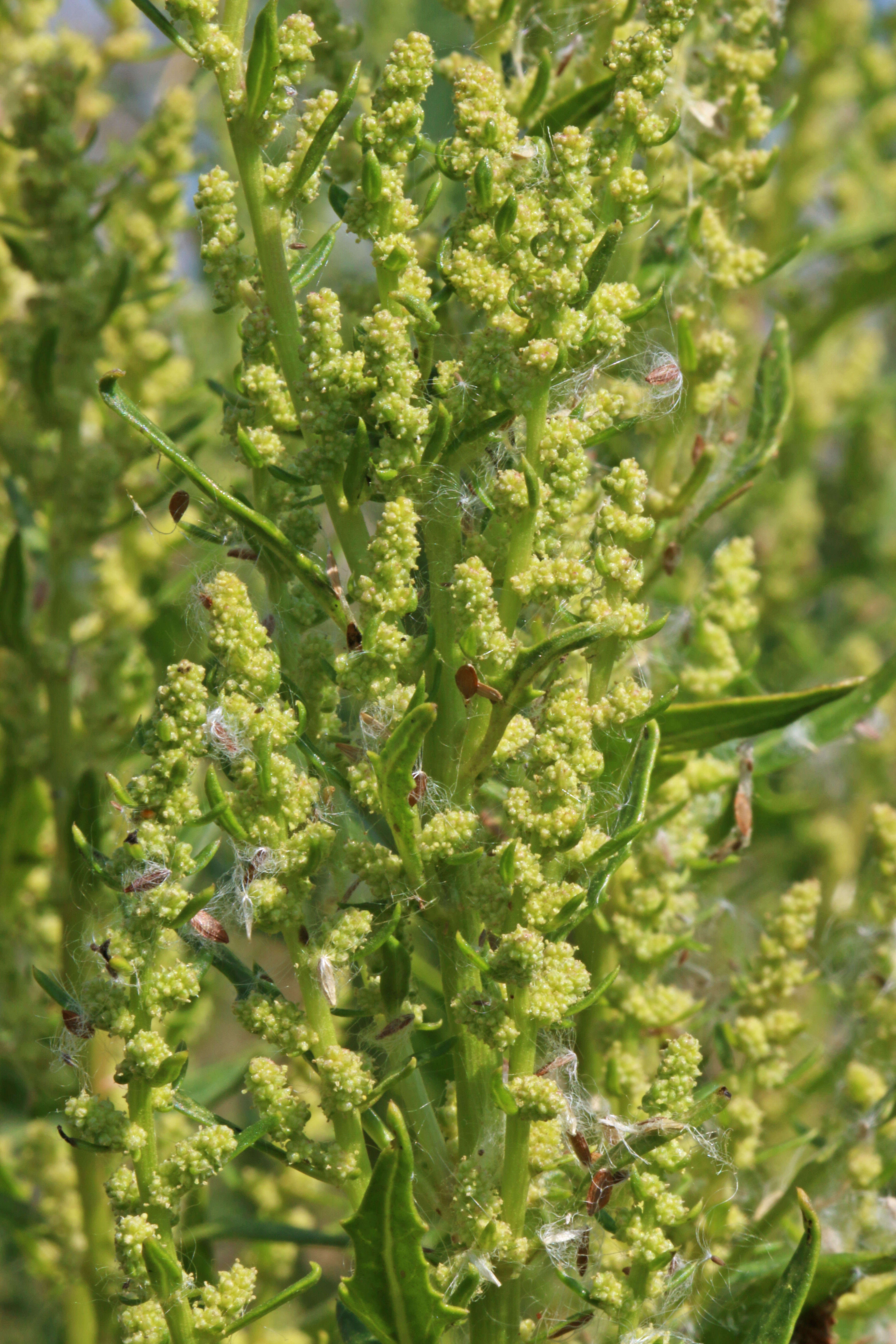 Image of Red Goosefoot