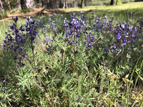 Image of fleshy lupine