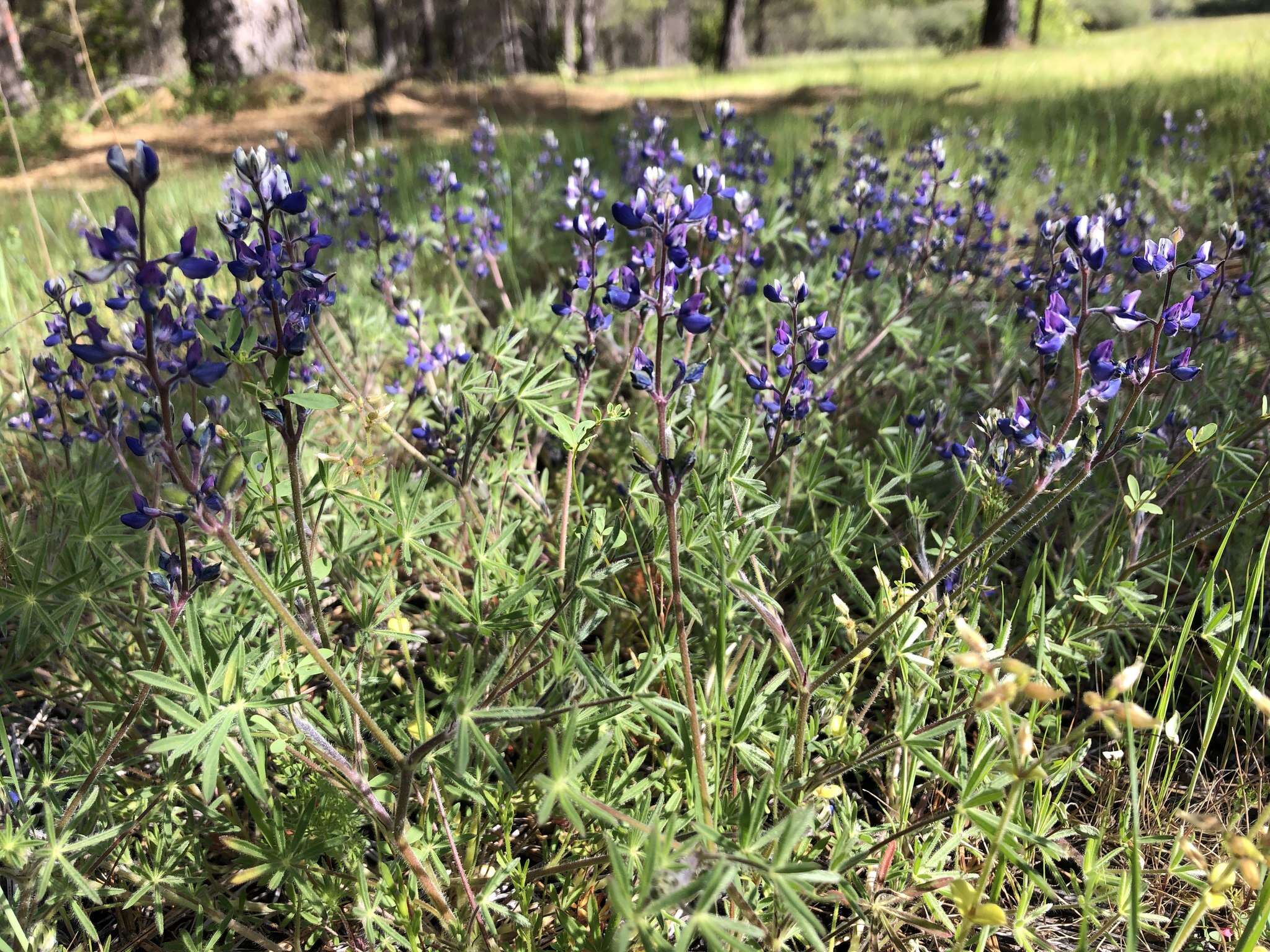 Sivun Lupinus affinis J. Agardh kuva