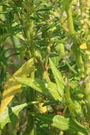 Image of Red Goosefoot