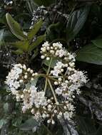 Image of Viburnum tinoides L. fil.