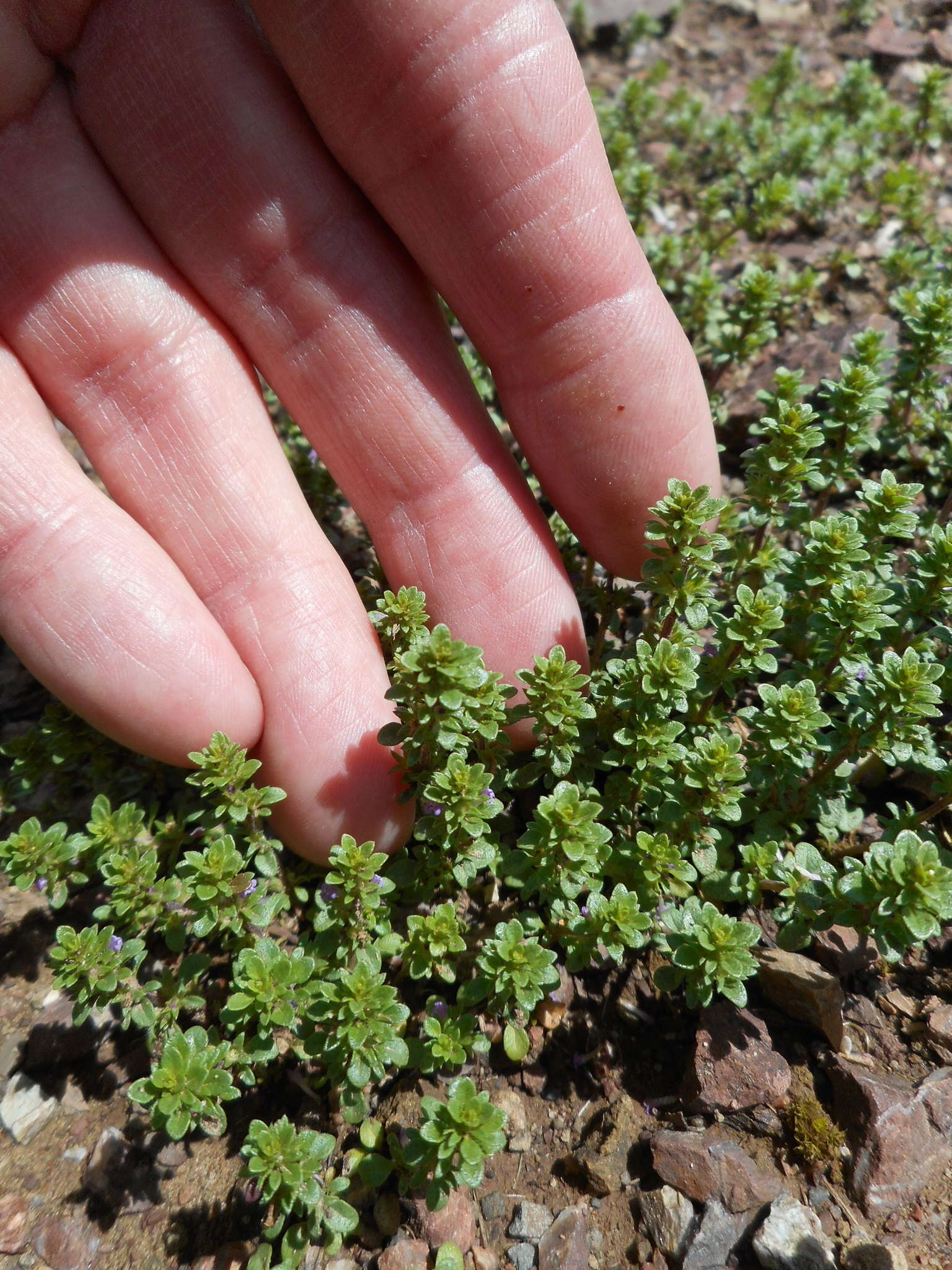 Pogogyne serpylloides (Torr.) A. Gray resmi